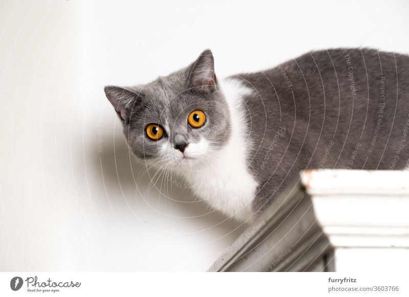 junge neugierige britisch Kurzhaar katze auf weißem Schrank Katze Haustiere Rassekatze britische Kurzhaarkatze fluffig Fell katzenhaft hoch oben Kleiderschrank