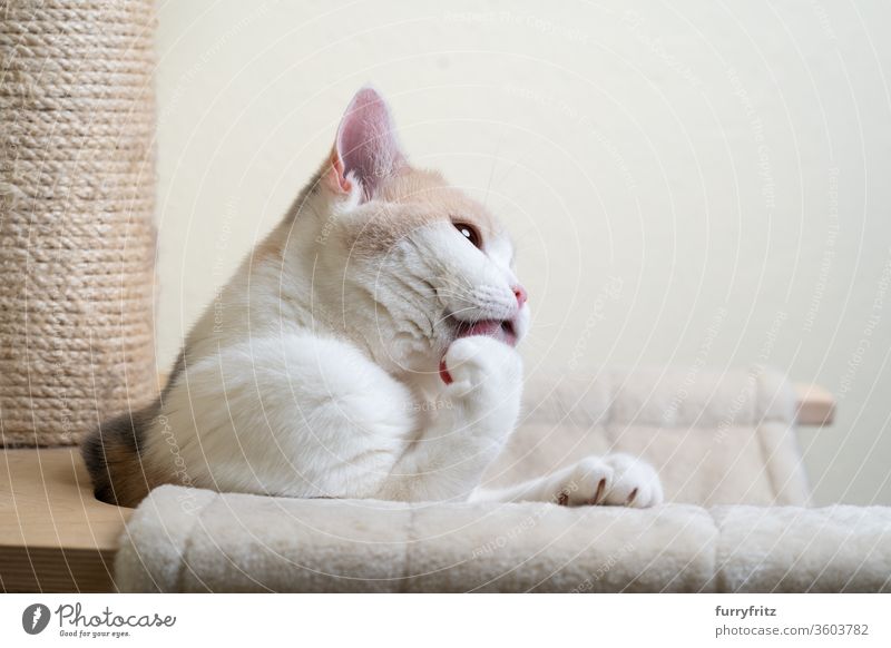 britisch Kurzhaar katze leckt sich auf dem Kratzbaum Katze Haustiere Rassekatze britische Kurzhaarkatze Sisal fluffig Fell katzenhaft weiß Ein Tier