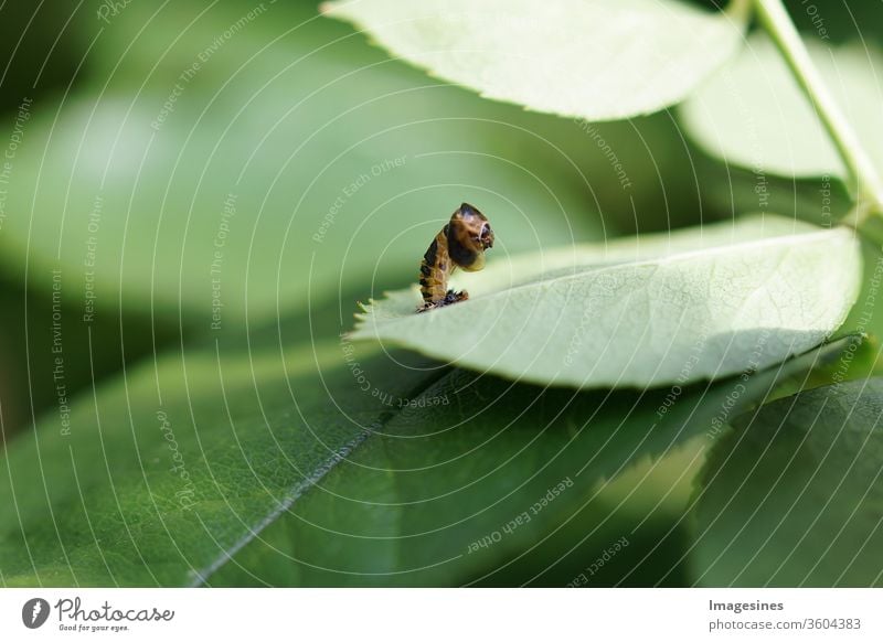 Marienkäfer Baby Larve Kokon Stufen. Puppe, Larven Stadien des Marienkäfers auf Pflanze - Rosenblütenblatt. Adalia bipunctata, zweifleckiger Marienkäfer. natürliche Blattlausbekämpfung. sieht aus wie ein Osterhase