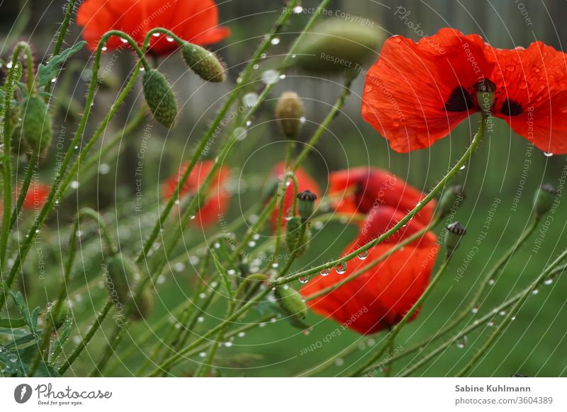 Mohnblumen Mohnblüte mohnblumen Blume Blumen Blüte blühen Blühend Blütenpflanze Blütezeit Sommer rot Natur Pflanze Frühling Farbfoto Außenaufnahme grün