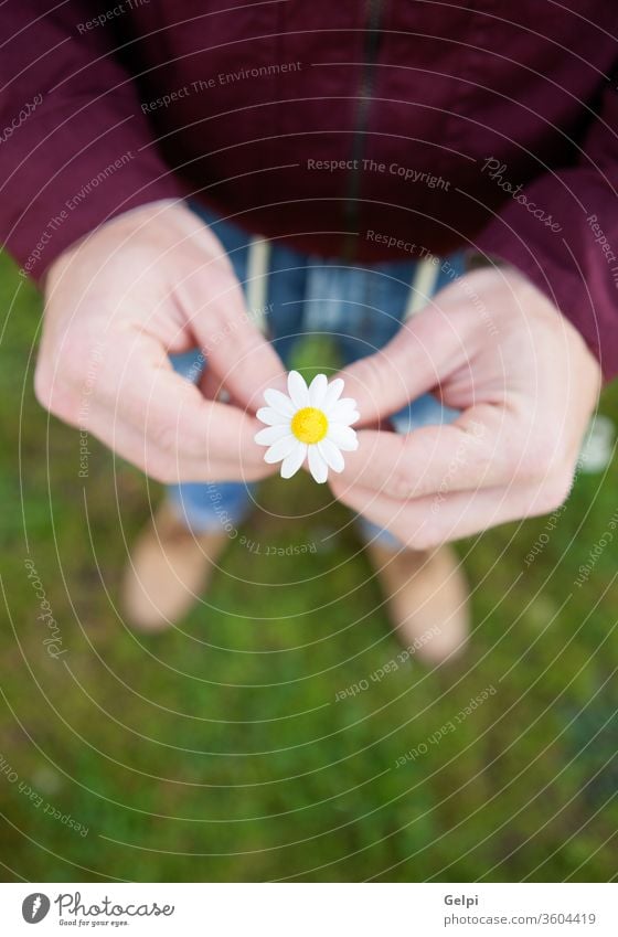 Männerhände, die ein schönes Gänseblümchen halten Blume Hand Natur weiß Pflanze grün Frühling Sommer Blütezeit Hintergrund geblümt gelb Nahaufnahme Gras Liebe