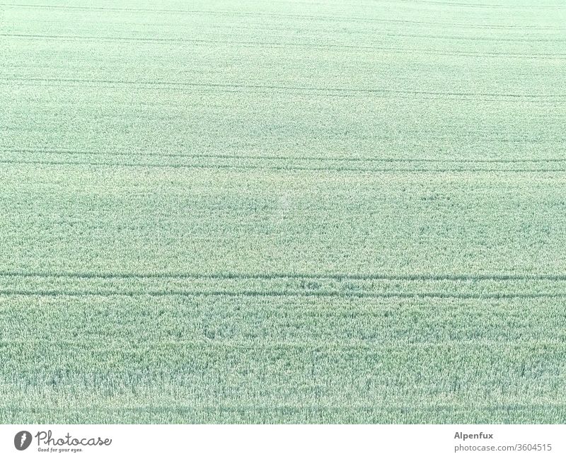 Feldstudie Getreide Sommer Korn Weizen Ähren Landwirtschaft Wachstum Ackerbau Kornfeld Getreidefeld Ernährung Nutzpflanze Außenaufnahme Lebensmittel Weizenfeld