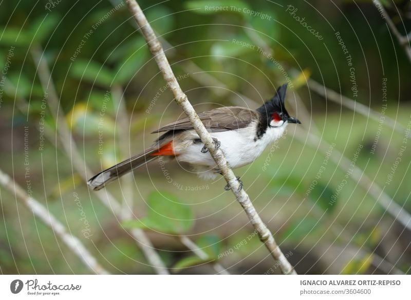 Bunter rothaariger Bubulvogel auf einem Ast Natur füttern Tier im Freien Vogel schwarz niedlich allein kalt Gesundheit grau Feder gelb Tierwelt klein attraktiv