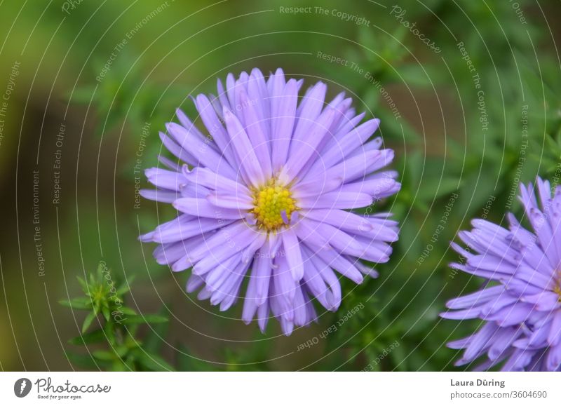 Fliederfarbene Blume mit vielen kleinen Blütenblättern und gelbem Zentrum Blütenblatt flieder lila grün Pflanze Natur Frühling Blühend Garten Außenaufnahme