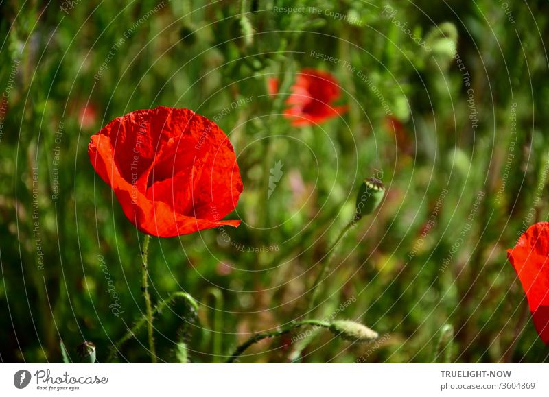 Es ist noch nicht aller Mohn Tage Abend: Mohnblüte in der Abendsonne, mit Mohn Kapsel und Mohn Knospe und Gräsern unscharf im Hintergrund Klatschmohn