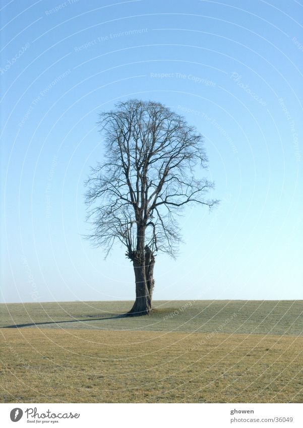 Baum vor Himmel Wiese Baum. Winter Ast