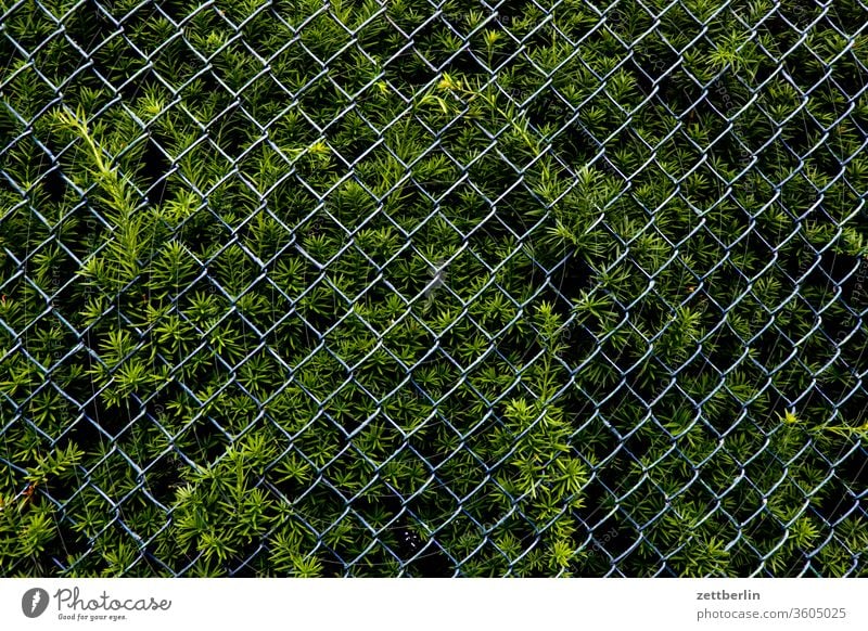 Thuja mit Maschendrahtzaun ast erholung garten kleingarten kleingartenkolonie menschenleer natur pflanze ruhe schrebergarten strauch textfreiraum thuja hecke