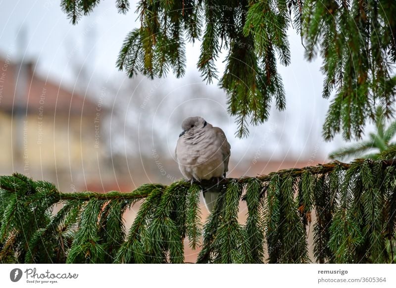 Nahaufnahme einer eurasischen Halsbandtaube, die auf einem Tannenzweig sitzt. Streptopelia decaocto. 2012 Arad Rumänien Tier Vogel Schnabel Ast Kragen