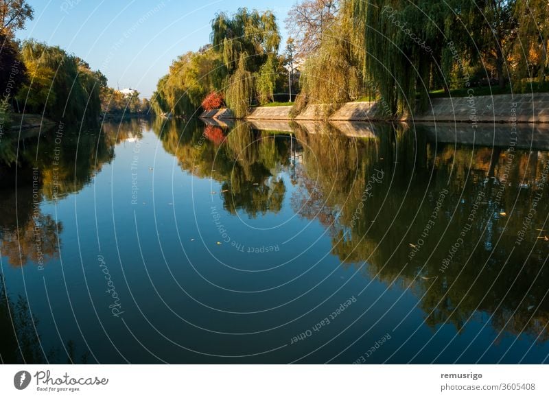 Ein Blick auf den Fluss Bega am frühen Morgen. Bunte Weidenbäume im Herbst 2015 Rumänien Timisoara Architektur schön Großstadt Stadtbild Tag grün Wahrzeichen