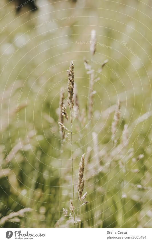 Wiese und Feld Makro Nahaufnahme bienenwiese blumenfeld detail detailaufnahme grün nachhaltig natur weizen ökologisch Schönes Wetter Makroaufnahme