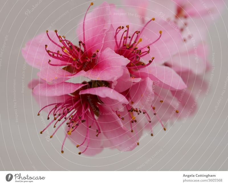 Wunderschöne rosa Pfirsichblüte vor hellem Hintergrund Pfirsichblüten Blüte rosa Blüte Blumen rosa Blumen Frühlingsblüte Blütenblätter Staubblätter Flora