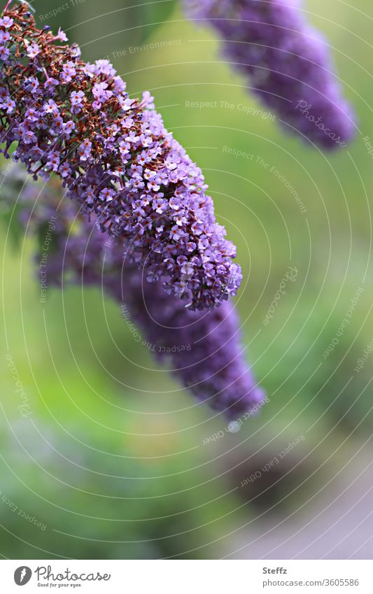 Sommerflieder, ein Schmetterlingsmagnet Schmetterlingsflieder Buddleja Schmetterlingsstrauch Schmetterlingspflanze Buddleja davidii Sträucher lila Blüten