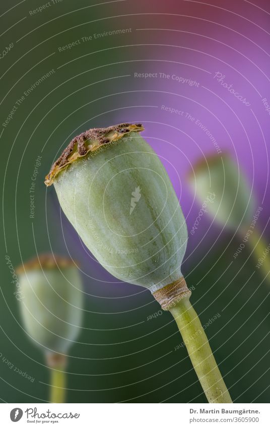 Samenkapseln des Klatschmohns (keine Opiumalkaloide enthalten, Hauptalkaloid Rhoeadin) Mohn Fruchtkapsel Fruchtkapseln Closeup Papaver rhoeas Papaveraceae