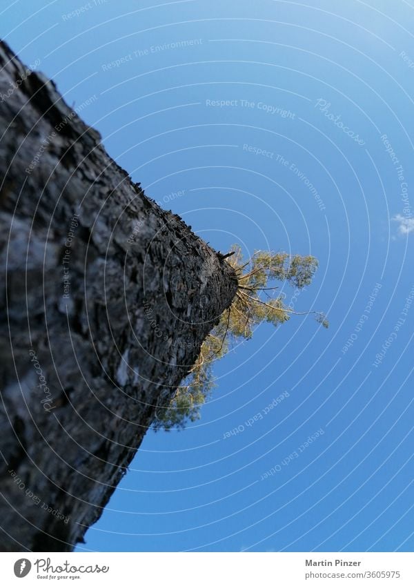 Tree from below woods forest conifer blue sky bark cloud green brown another perspective