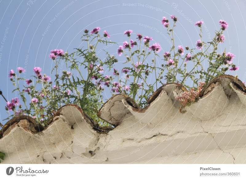 Himmelstürmer Garten Landwirtschaft Forstwirtschaft Natur Luft Pflanze Blume Wildpflanze Dorf Gebäude Dach Dachrinne Zeichen rosa Frühlingsgefühle Farbfoto