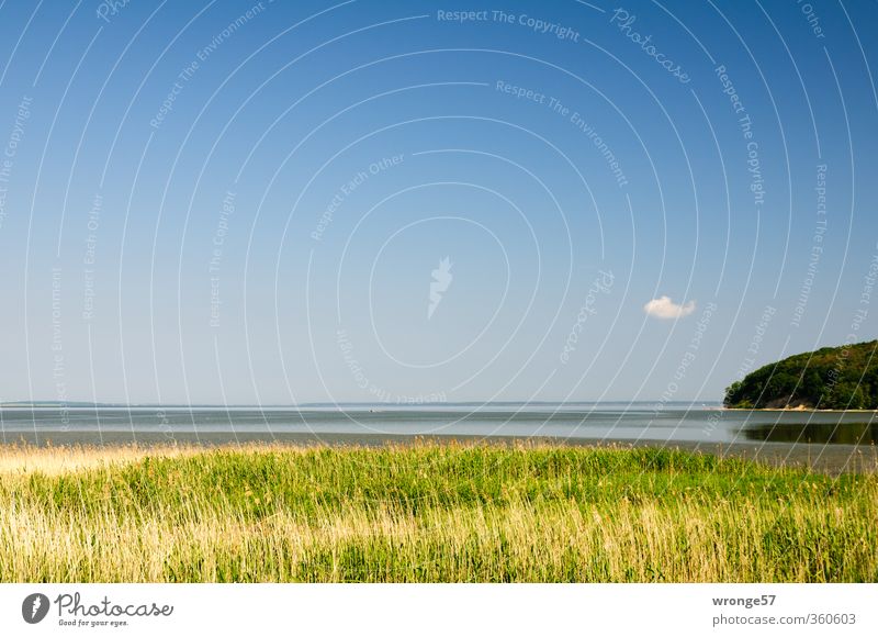 Boddenwölkchen Natur Landschaft Pflanze Wasser Himmel Wolken Horizont Sommer Schönes Wetter Gras Schilfrohr Riedgras Küste Ostsee Insel Rügen