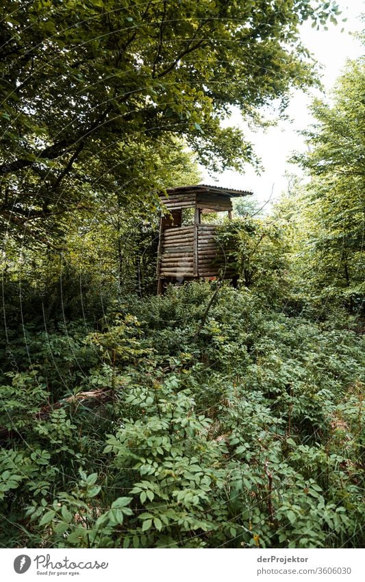 Hochsitz auf einer Lichtung im Harz Sachsen-Anhalt Abenteuer Tourismus Ausflug Freiheit Klimawandel Sightseeing Gebirge Berge u. Gebirge wandern Umwelt Natur