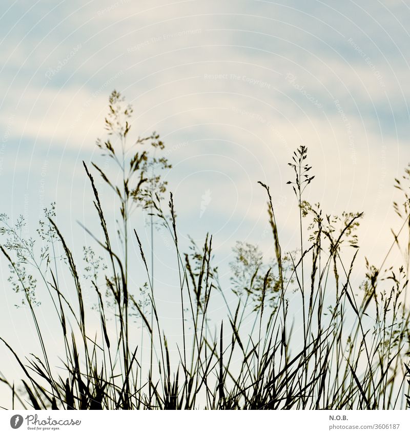 Gräser vor Himmel auf Retro Gras Natur Menschenleer Außenaufnahme Pflanze Farbfoto grün Wiese Tag Schwache Tiefenschärfe Nahaufnahme Umwelt mehrfarbig