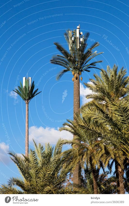 Mobilfunkmasten mit Mobilfunkantennen als Palmen getarnt. 4G, 5G, LTE 5g Kreativität Tarnung mobiles Internet Mobilfunkpalmen Antenne Netzabdeckung