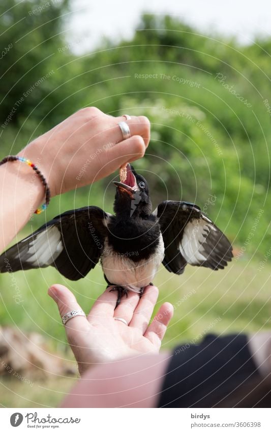 Junge Elster wird von Menschenhand aufgezogen. Verwaister Jungvogel füttern Fressen Vogel handzahm Wildvogel Aufzucht Hände Hunger Futter Schnabel