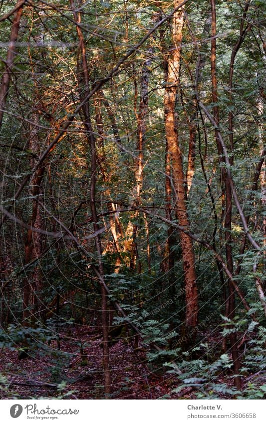 Lichtblicke | Die Abendsonne fällt auf einzelne Baumstämme im Wald und lässt sie leuchten Sonnenlicht Lichterscheinung Lichteinfall Lichtspiel Pflanze Bäume