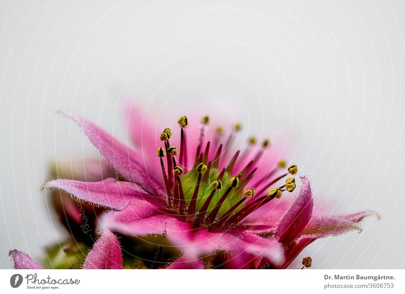 Blühendes Sempervivum, Hauswurz, Closeup Blüte blühen Sorte Sukkulente wasserspeichernd winterhart Crassulaceae Dickblattgewächse blühend Staubbeutel Stempel