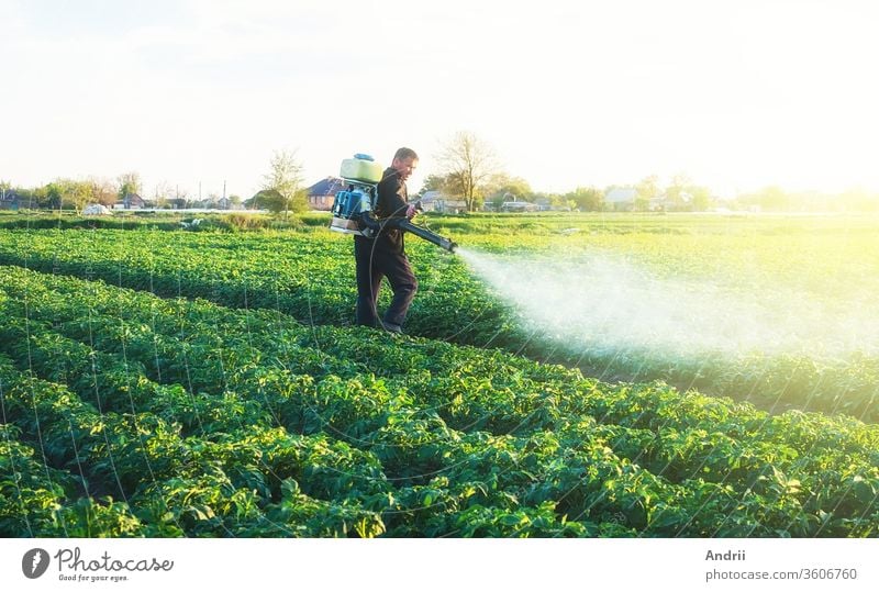 Landwirt, der auf einer Kartoffelplantage zum Schutz vor Pilzinfektionen ein chemisches Kupfersulfat sprüht. Agribusiness, Agrarindustrie. Pflanzenschutz. Moderne Technologien in der Landwirtschaft