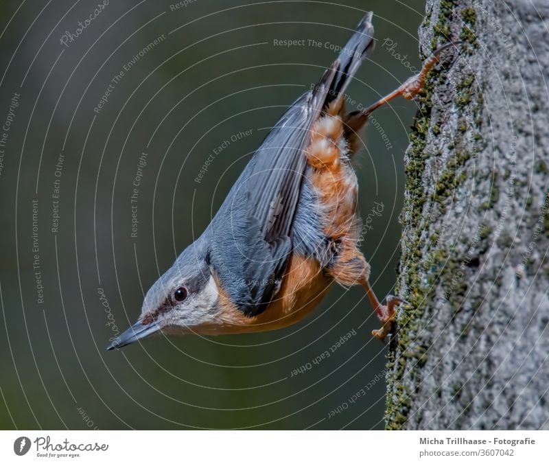 Kleiber kopfüber am Baumstamm Sitta europaea Vogel Tiergesicht Kopf Schnabel Auge Flügel Feder gefiedert Krallen hängen beobachten Blick Wildtier Natur