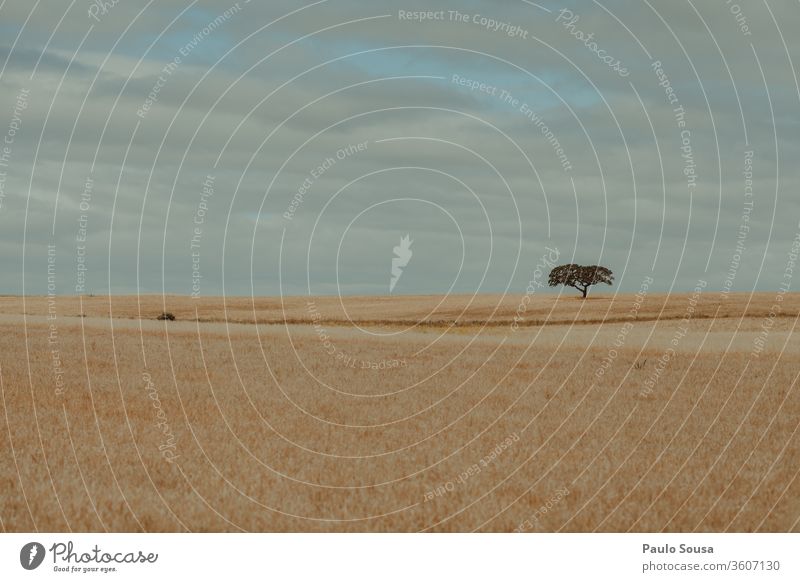 Isolierte Baumlandschaft Landschaft Alentejo Eiche Cork Korkeiche Umwelt Menschenleer Außenaufnahme Farbfoto Natur Eichenblatt Pflanze gelb Schönes Wetter wüst