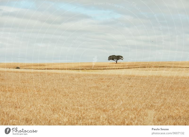 Alentejo-Landschaft Baum ruhig Ruhe ruhige Umgebung Portugal Dekoration & Verzierung Tapete Hintergrund horizontal Horizont Farbfoto Natur Umwelt im Freien