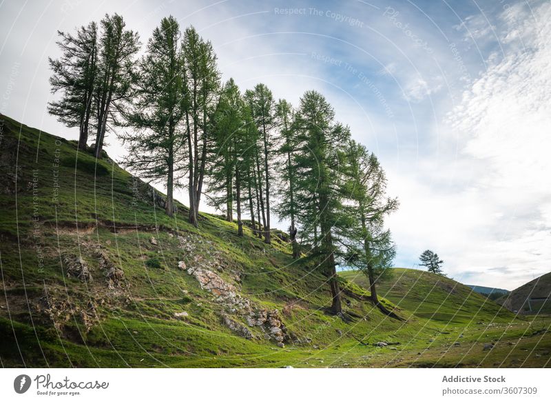 Malerisches Tal mit Bergen und Bäumen Berge u. Gebirge Wald Immergrün spektakulär Landschaft malerisch Kamm Hochland Wälder Natur balikun China Blauer Himmel