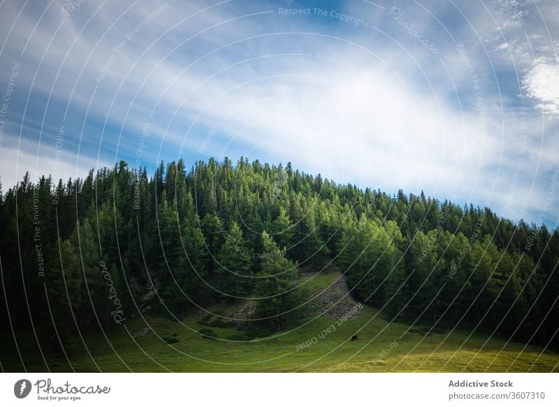 Malerisches Tal mit Bergen und Bäumen Berge u. Gebirge Wald Immergrün spektakulär Landschaft malerisch Kamm Hochland Wälder Natur balikun China Blauer Himmel