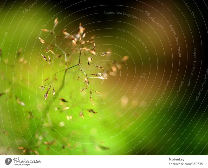 Zart geblüht Umwelt Natur Landschaft Pflanze Sommer Schönes Wetter Gras Farn Blüte Grünpflanze Wiese Feld Blühend natürlich braun mehrfarbig gelb gold grau grün