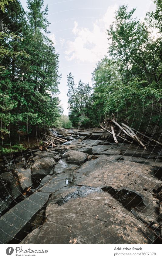 Strom eines Bergflusses, der durch Wald fließt Berge u. Gebirge Fluss felsig Tal Natur Landschaft strömen Baum Umwelt wolkig Tag Wasser Reise Saison malerisch