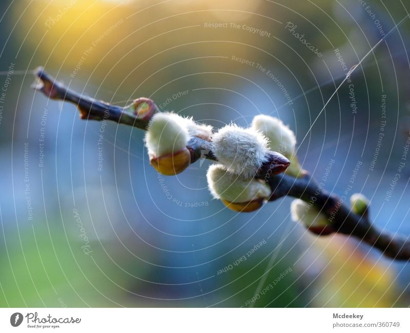 blühende Katzen Umwelt Natur Landschaft Pflanze Frühling Schönes Wetter Baum Blüte exotisch Wald blau braun mehrfarbig gelb gold grau grün orange rosa schwarz