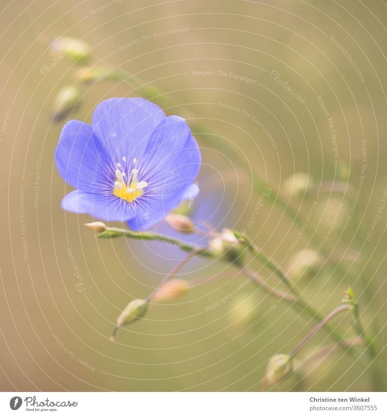 Wunderschöne hellblaue Leinblüte / Flachs / Linum / flax Leingewächse Blüte blaue Blüte Natur Pflanze Umwelt blühend wunderschön himmelblau Sommer Garten Staude