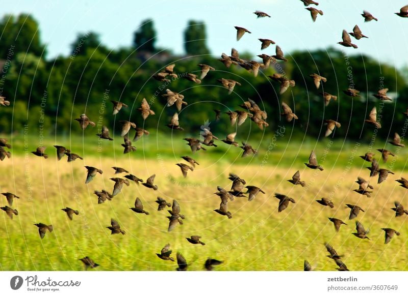 Stare über der Wiese berlin ferne flugbahn flughafen flugplatz freiheit frühling himmel horizont menschenleer rollbahn schwarm skyline sommer spiegelbild star