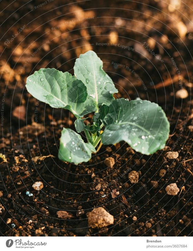 Natürlicher bewässerter Garten, in dem Brokkoli mit Wasser auf den Blättern wächst Pflanze grün Ackerbau Blatt Gemüse Natur organisch Keimling Boden Wachstum