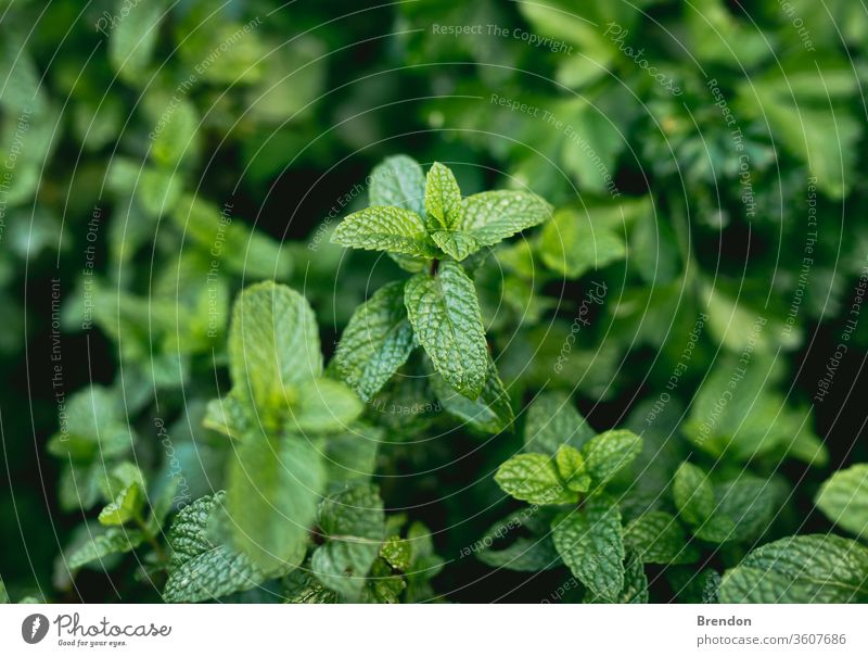 Minze im selbstgemachten Kräutergartenbeet Ackerbau Aroma aromatisch Hintergrund Melisse schließen Nahaufnahme Farbe Detailaufnahme Geschmack Flora Laubwerk