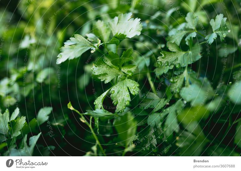 Kräutergarten mit Petersilie in natürlicher Gartenbox im Hinterhof grün Pflanze Blatt Kraut frisch Lebensmittel Blätter Natur Gewürz Nahaufnahme organisch