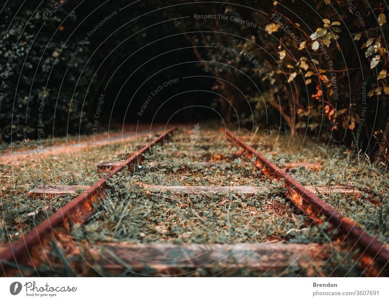 Eisenbahnschienen im Herbst Zug Bahn Schiene reisen Transport Spuren Schienen Verkehr Stahl Natur Wald Linie Weg fallen Landschaft Reise Straße Metall