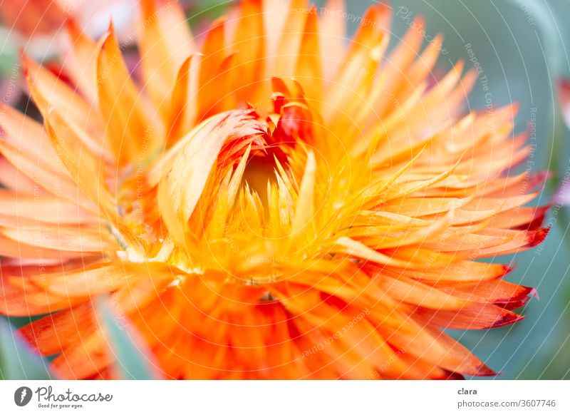 Trockenblume orange gelb Blüte Nahaufnahme Pflanze Blume trocken Nahaufnahme Blume