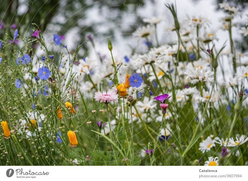 Eine bunte Blumenwiese Wildblumen Wiese Natur Pflanze Blühend Frühling Blüte Garten natürlich duftend Grün Blau Orange Rosa Leinen Margarite Mohn