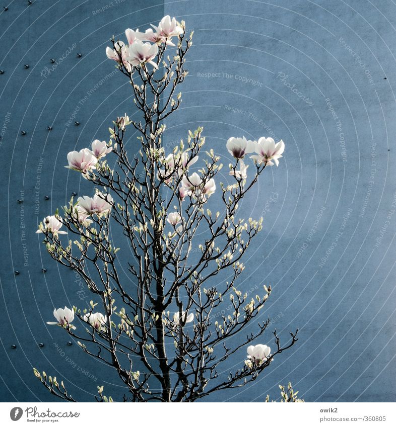 Frühblüher Umwelt Natur Pflanze Klima Schönes Wetter Blüte Wildpflanze Zweige u. Äste Magnolienbaum Magnolienblüte Mauer Wand Treppe Blühend hell hoch schön