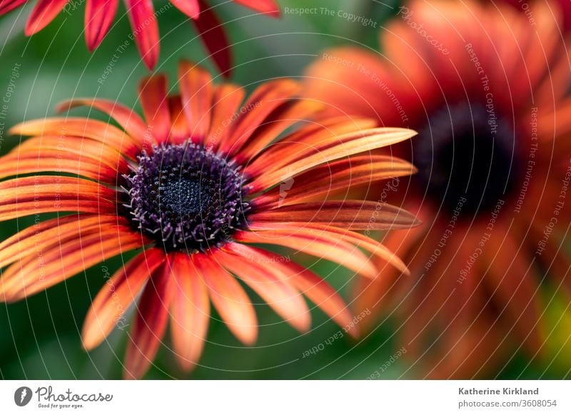 In einem Sommergarten blüht eine leuchtend orangefarbene afrikanische Gänseblümchenblume. grün Garten geblümt rot Afrikanisch Blume Margeriten Gartenarbeit hell