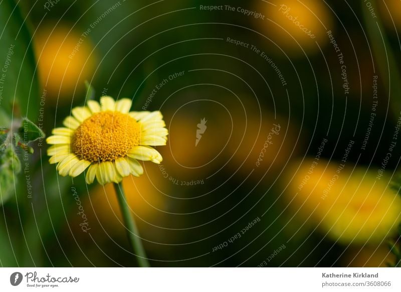 In einem Sommerblumengarten blüht eine gelbe, gänseblümchenartige Blume vor einem tiefgrünen Hintergrund. Kamille Asteraceae Blütezeit Überstrahlung