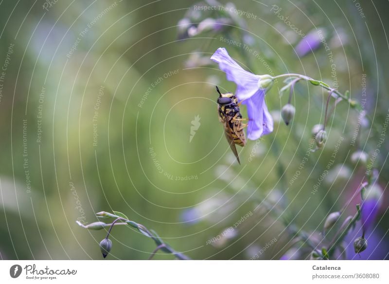 Die Schwebefliege rastet auf einer Blüte des Leinen Natur Flora Pflanze Flachs Insekt Tier rasten fressen blühen verblühen Braun Grün Lila Garten Sommer Tag