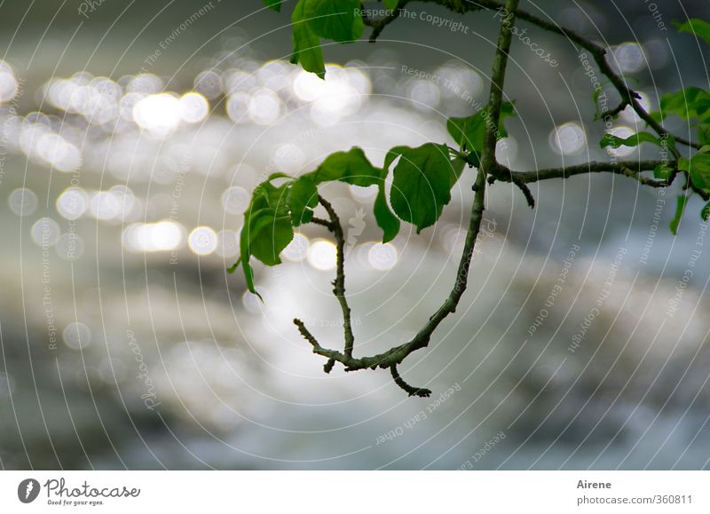 AST6 Inntal | Plätscherbach mit Blätterdach Umwelt Natur Pflanze Urelemente Wasser Sommer Baum Blatt Grünpflanze Zweige u. Äste Ast Flussufer Bach glänzend