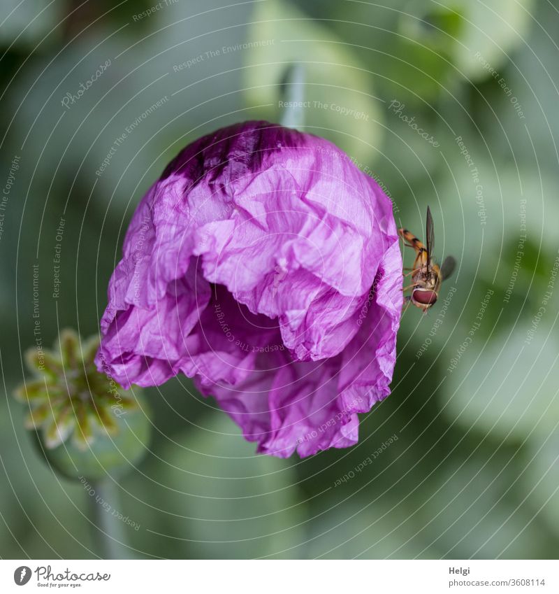 lila Mo(h)ntag - frisch aufbrechende faltige lila Mohnblüte mit Schwebfliege Orientalischer Mohn Papaver orientale Garten Blüte Insekt Mohnkapsel Blume Pflanze