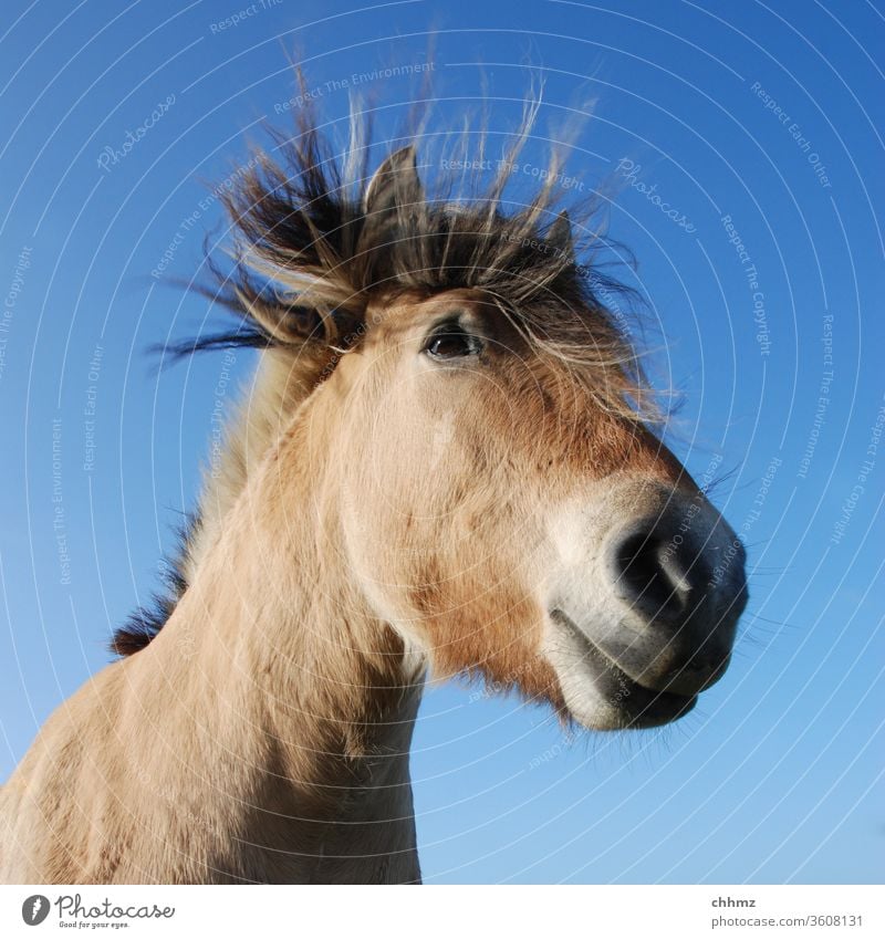 Es windet Pferd Ponny braun Nüstern Säugetier Himmel Mähne Maul Sturm Pferdekopf Sturmfrisur Tiergesicht Tierporträt blau Außenaufnahme Tag Menschenleer Weide